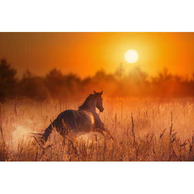 " Brown Horse In Sunset "