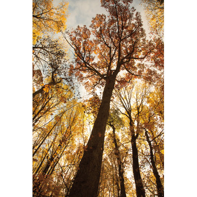 Towering Trees I