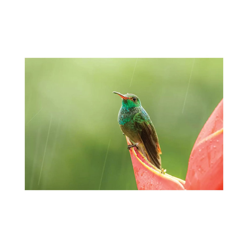 Costa Rica, Sarapiqui River Valley. Rufous-Tailed Hummingbird on Heliconia Plant. 1 Piece Wrapped Canvas Wall Art