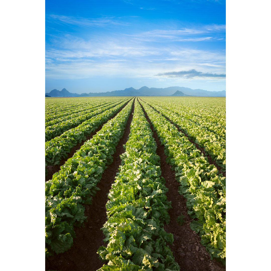 Rows Of A Green Leafy Crop von Kertlis - Kunstdrucke auf Leinwand