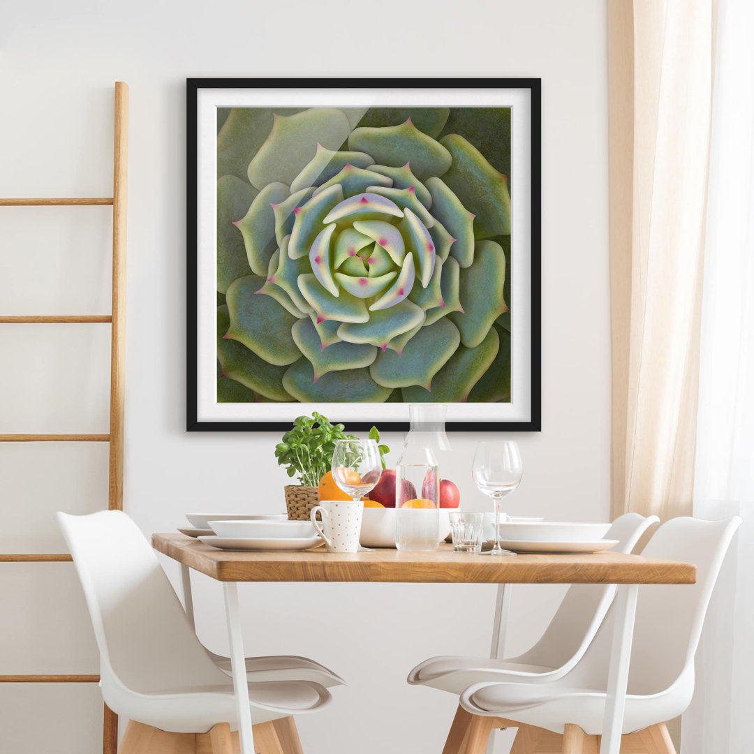 Gerahmtes Poster Succulent - Echeveria Ben Badis