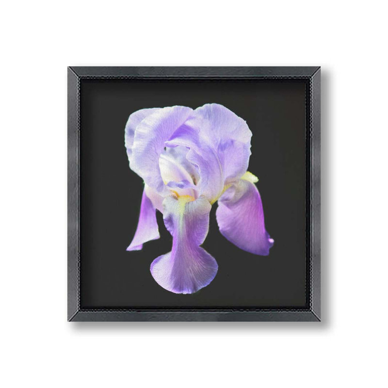 Iris on Black par Hal Halli. Impression sur papier - Montée et encadrée avec de l'acrylique transparent,  H 34 po x l 34 po