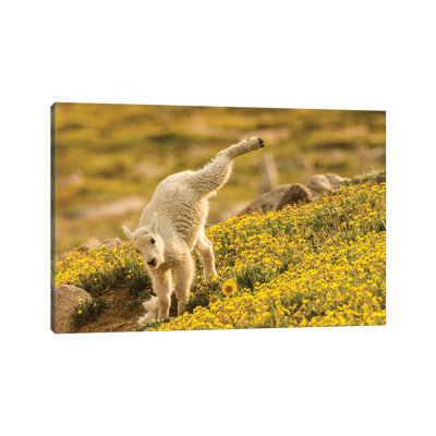 USA, Colorado, Mt. Evans. Mountain Goat Kid Playing. by Jaynes Gallery - Wrapped Canvas Print