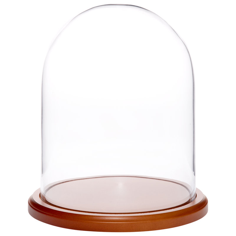Jenett Glass Display Dome Cloche, Walnut MDF base, 10.25" H x 8" W x 8" D