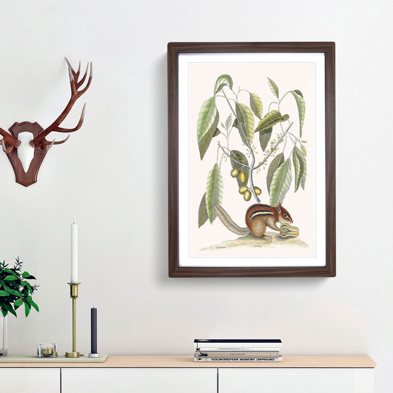Ground Squirrel by Mark Catesby - Picture Frame Painting Print, 48cm H x 36cm W x 2cm D, Walnut Framed