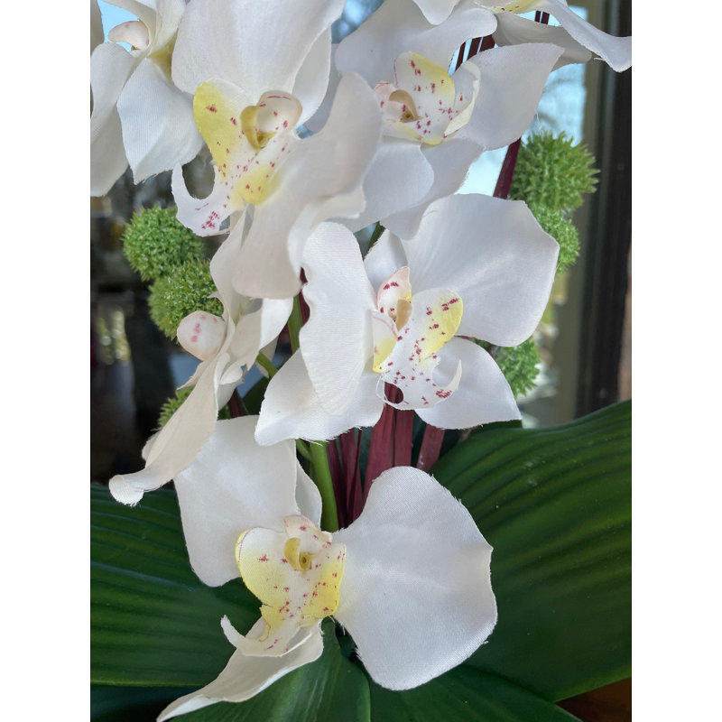 Orchidée ovation