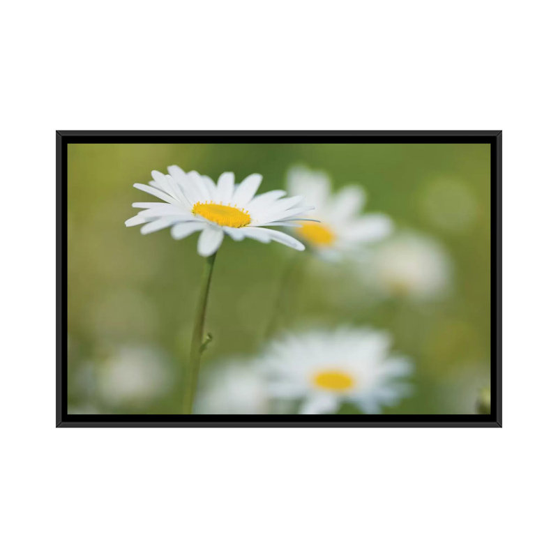 « marguerites », impression sur toile, H 18 po x l 26 po x P 1,5 po, Toile avec cadre noir, Pas de tapis