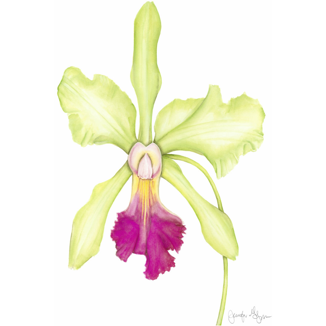 Leinwandbild Small Orchid Beauty III (U) von Jennifer Goldberger