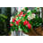 Lifelike Geranium Window Box Filler - Red-1121899502