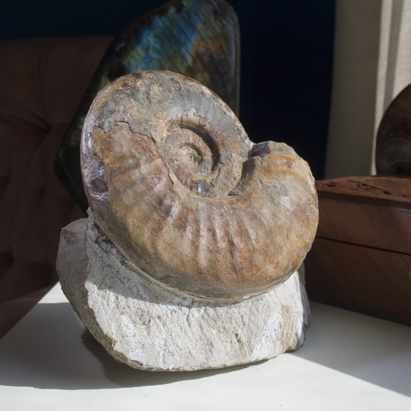Fossil Ammonite in Matrix - Morocco
