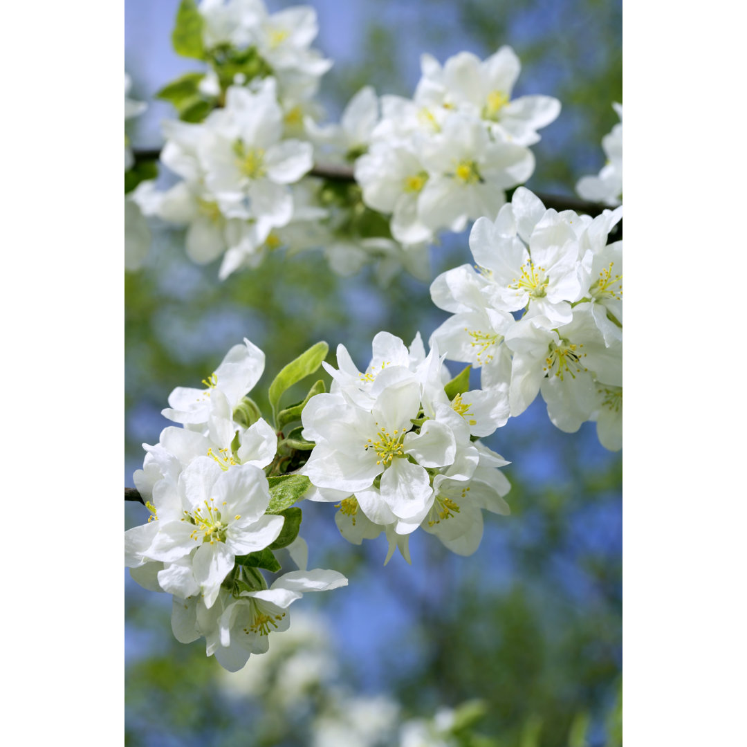 Apple Blossom von Cimmerian - Kunstdrucke auf Leinwand