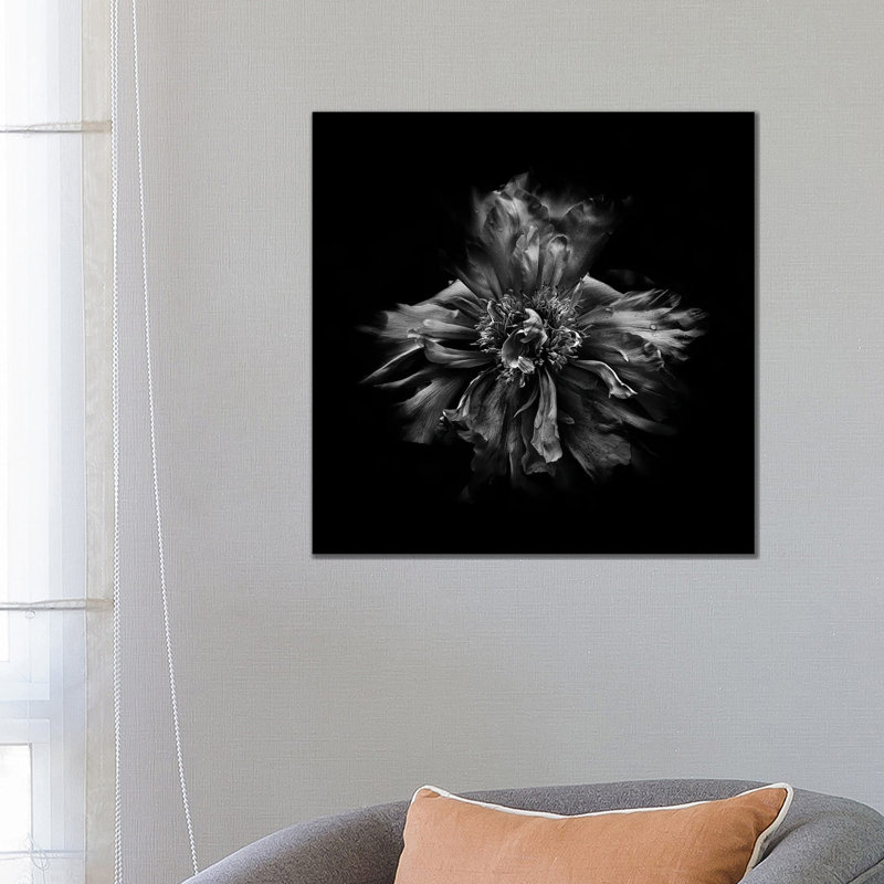 Black And White Peony III by Brian Carson - Wrapped Canvas Print, 66.04 cm H x 66.04 cm W x 3.175 cm D