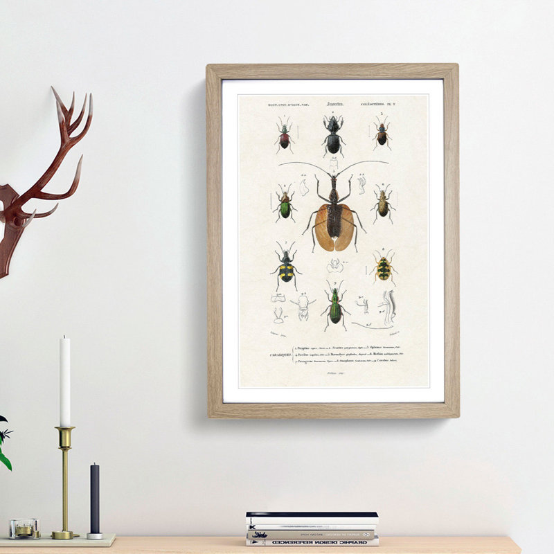 Beetle Illustrations PL.2 by Charles D'Orbigny - Single Picture Frame Print, Oak Framed, 33cm H x 24cm W x 2cm D