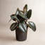 Burgundy Rubber in Nursery Pot