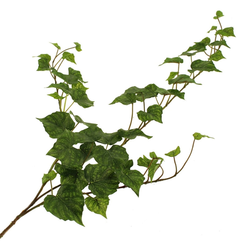 80cm Ivy Plant