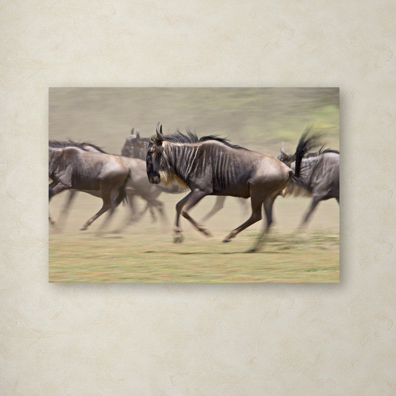 Robert Harding Animals Running Canvas Photography Art