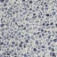 Hydra 11.81 W X 11.81 L Tile