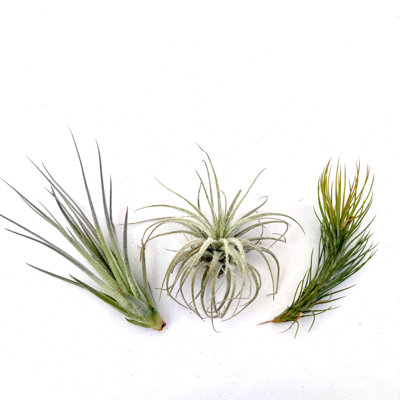 Air Plant Bundle TECFUNHOU 3PK 2"-3"
