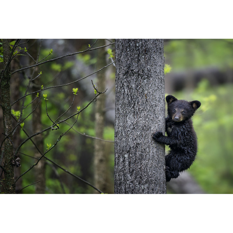 Bears At Play VI by PHBurchett - Wrapped Canvas Print, 30cm H x 46cm W x 3.8cm D