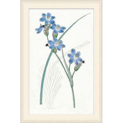 Sapphire Flora 3 Framed Print