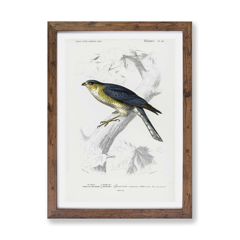 Eurasian Sparrowhawk by Charles D' Orbigny - Single Picture Frame Painting, Walnut, 33cm H x 45cm W x 2cm D