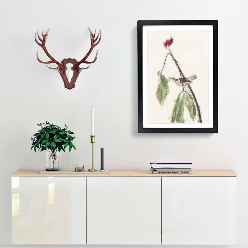 Louisiana Water Thrush by John Audubon - Framed Print, 36cm H x 27cm W x 2cm D, Black Framed