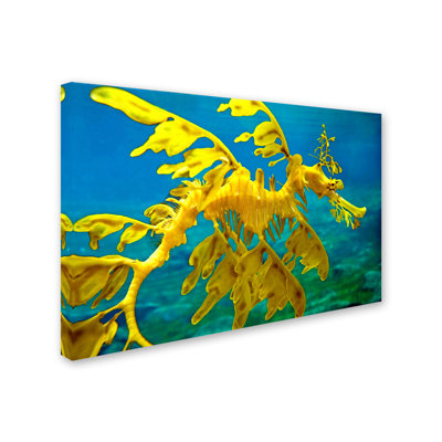 Alexan «Sea Dragon», reproduction de photo sur toile tendue