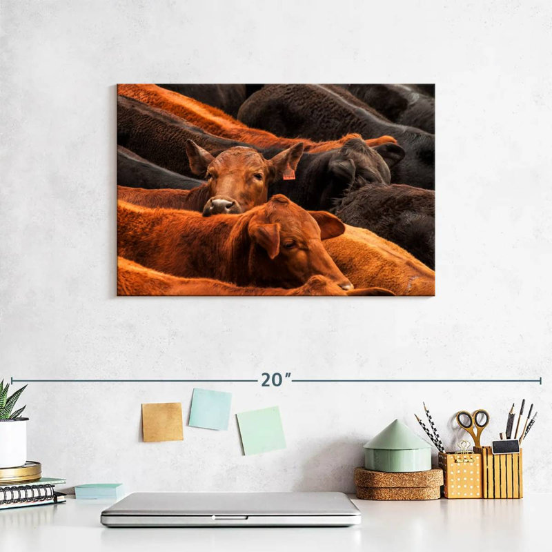 Brampt Beef Cattle, 8" H x 12" W