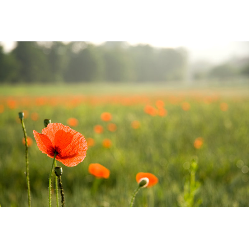 Poppy field, 30cm H x 46cm W