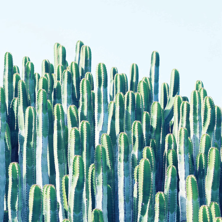 «Cactus Plants», impression sur toile, H 12 po x l 12 po x P 1,5 po, Toile tendue