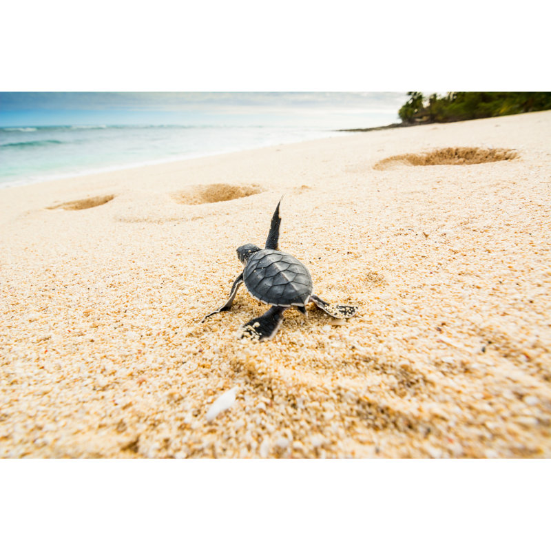 «Little Turtle» de Lewiston - photographie sur toile tendue, H 24 po x l 36 po