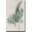Palmier botanique IV - Peinture-697587138-677903364