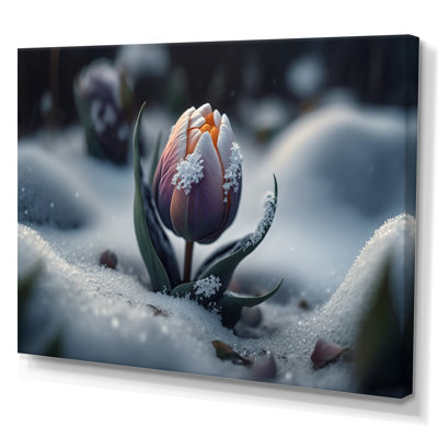 «A Blooming Multicolor Tulip Flower in Winter II», impression sur toile