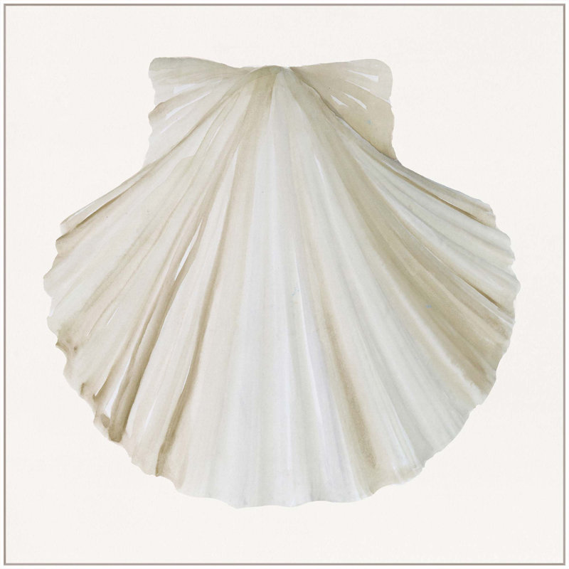 Sea Shell 5 Print, White Floater Framed, 41" H x 41" W