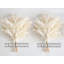 Plante grimpante 17 po Atalaya-1329839819-1329839818