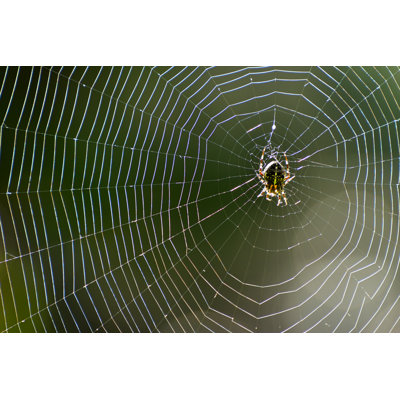 Zehira, araignée sur toile, photographie sur toile