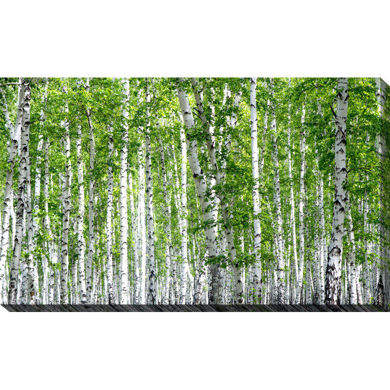 " Birch Trees III ", 36" H x 60" W x 1.5" D