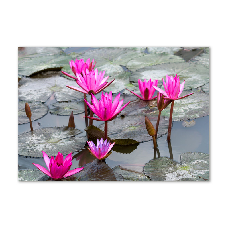 Lotus Flower - Wrapped Canvas Print