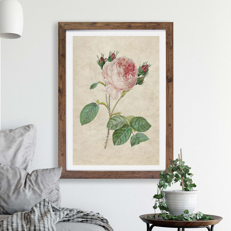 Cabbage Rose - Framed Print, Walnut, 33cm H x 45cm W x 2cm D