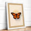 Monarch Butterfly Study Botanical - Framed Print-1950392447-1950392710
