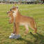 Avec statue cub Lioness