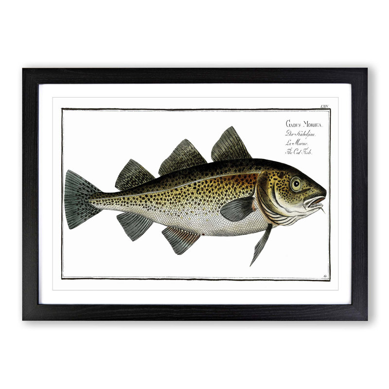 Cod Fish by M.E. Bloch - Picture Frame Painting, Black Framed, 27cm H x 36cm W x 2cm D
