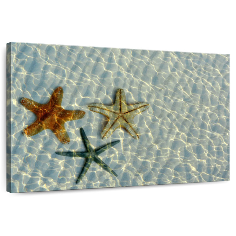 Trio d'étoiles de mer Brampt, H 20 po x l 30 po