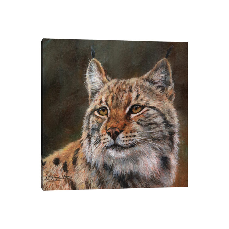Eurasian Lynx by David Stribbling - Wrapped Canvas Print, 30.48 cm H x 30.48 cm W