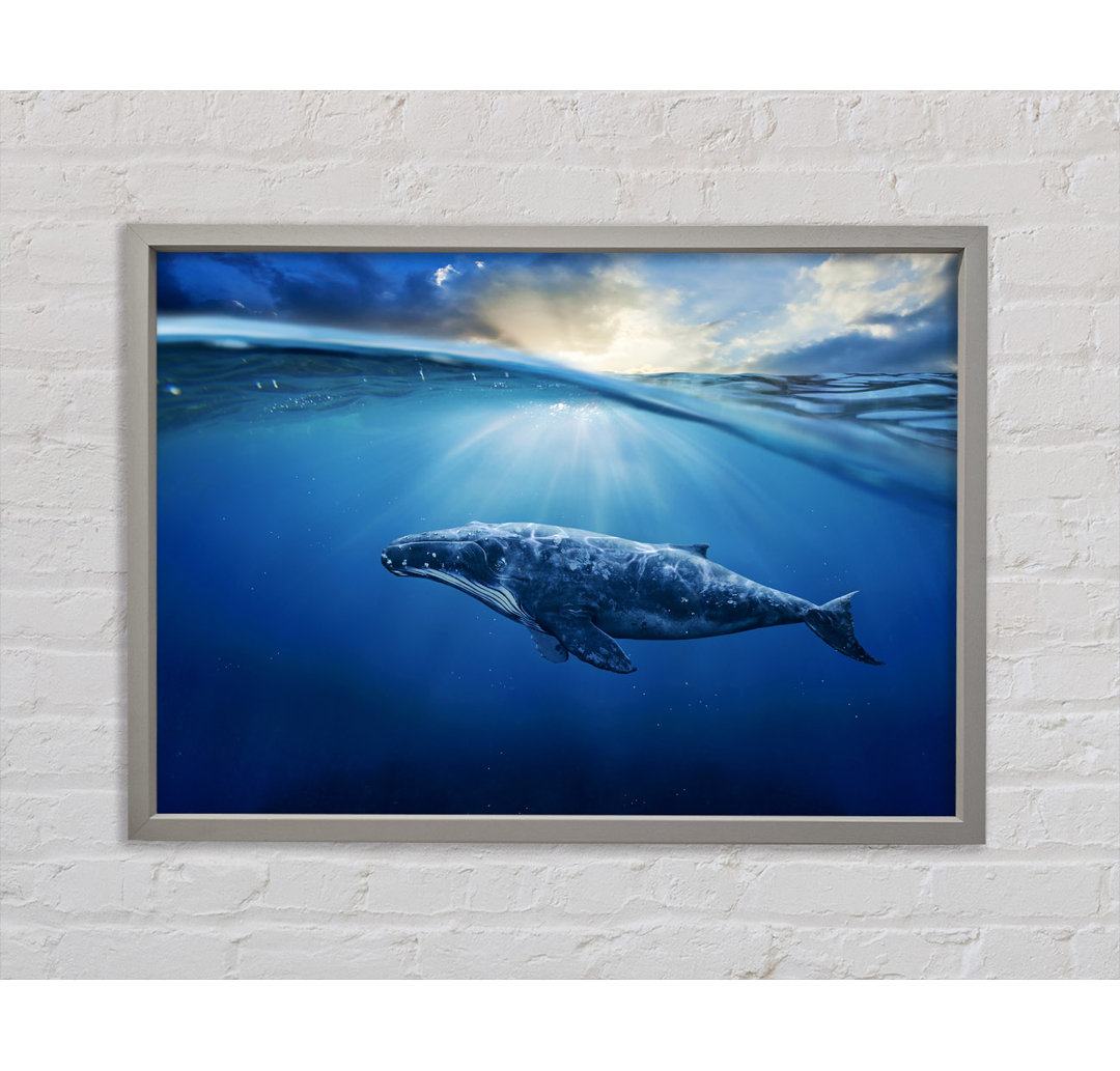 Ocean Whale - Einzelner Bilderrahmen Kunstdrucke auf Leinwand