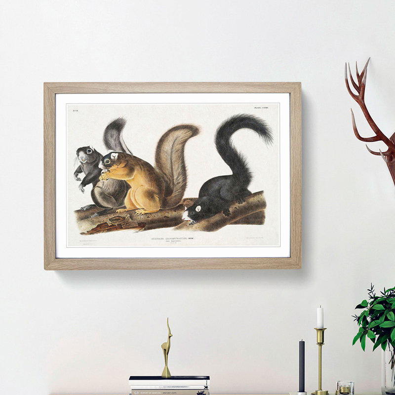 Fox Squirrels by J.W. Audubon - Framed Print, 36cm H x 48cm W x 2cm D, Oak Framed
