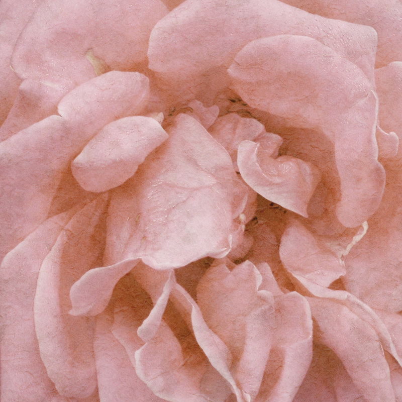 Wall Flower IV by Alonzo Saunders - Wrapped Canvas Print, 91cm H x 91cm W
