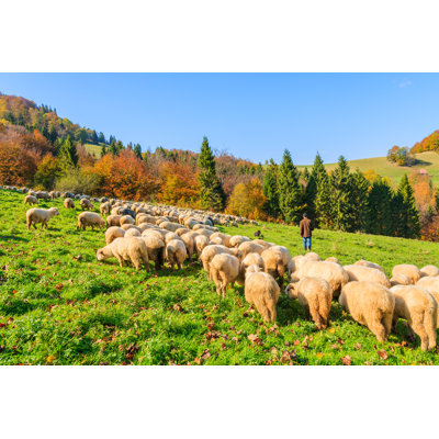 Jackie " Flock Of Sheep "