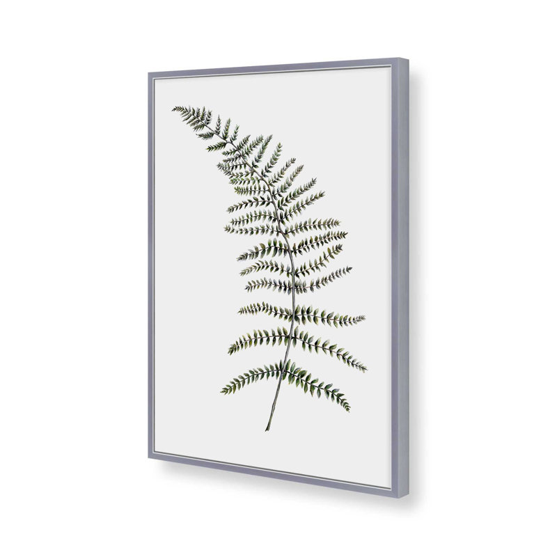 Étude de fougères paisibles par Dollybirds, estampe, H 15,25 po x l 12,25 po, Polished Chrome Framed Print