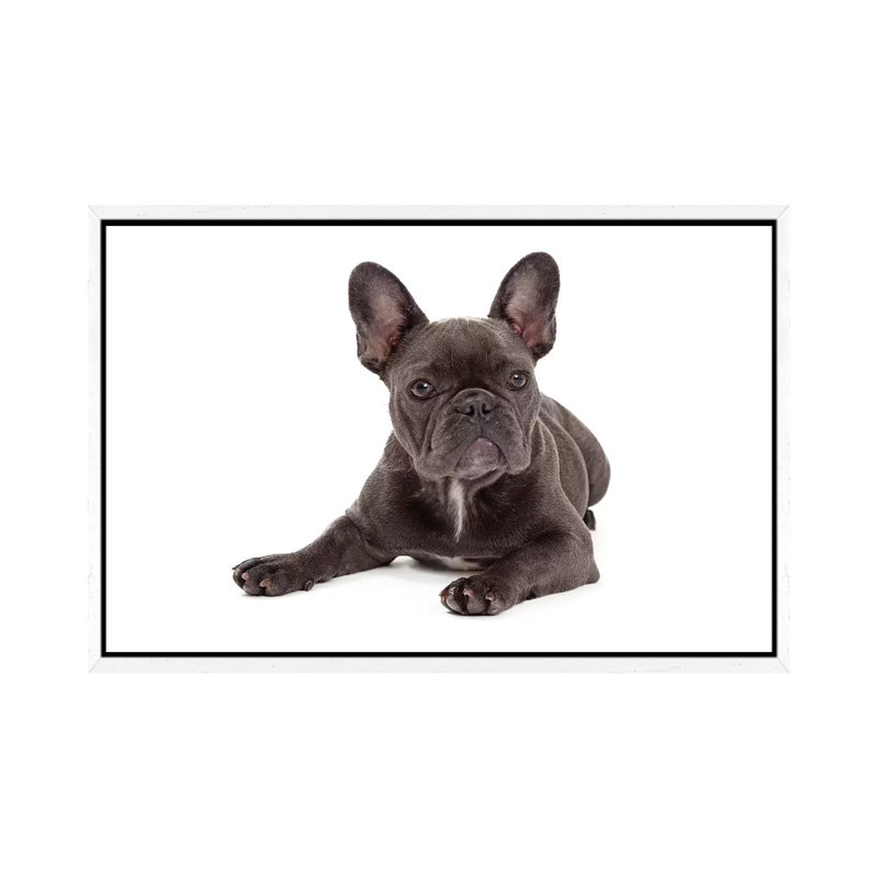 Blue French Bulldog Laying by Susan Schmitz - Print on Canvas, White Floater Framed, 45.72cm H x 66.04cm W x 3.81cm D